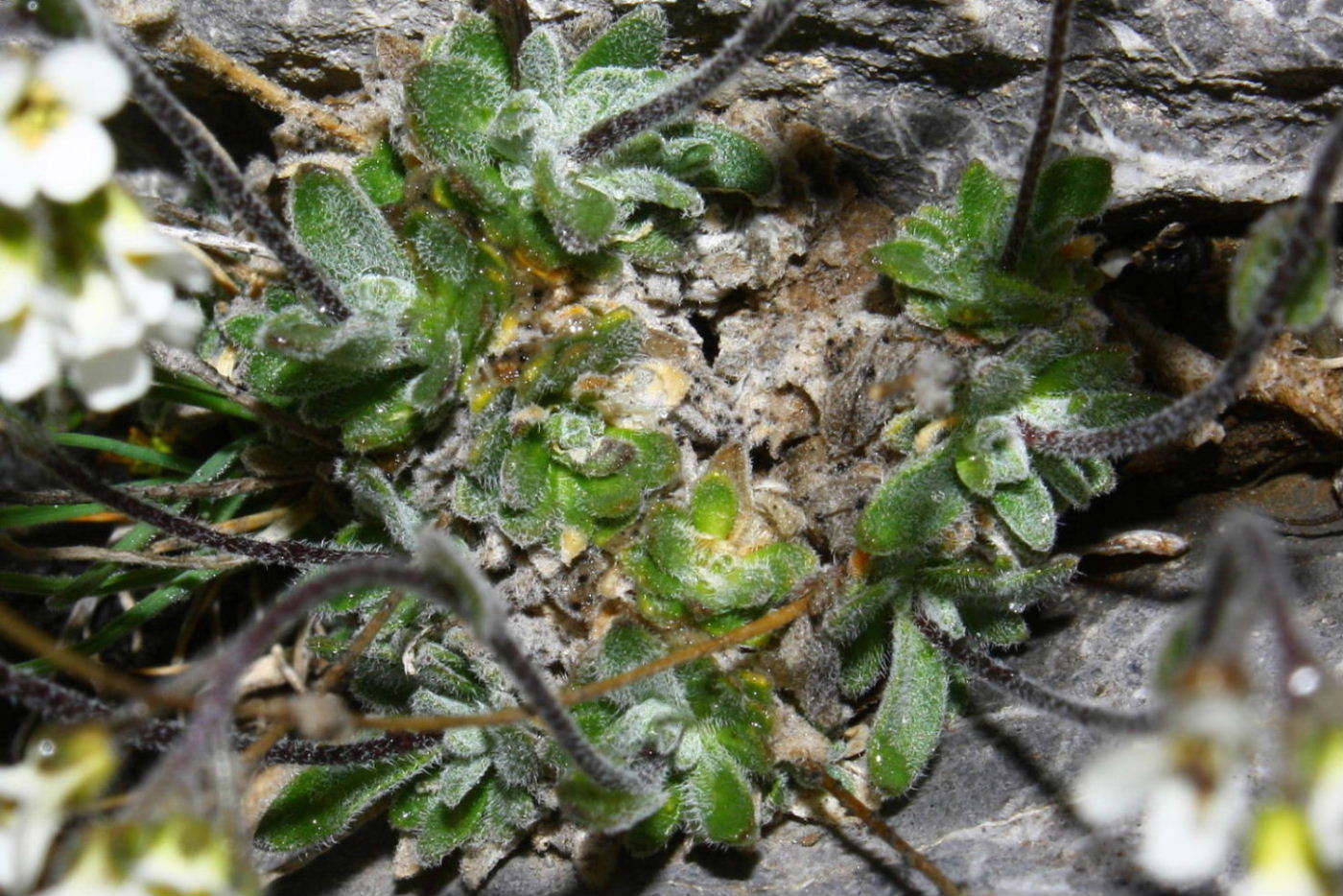 Draba dubia / Draba dubbia